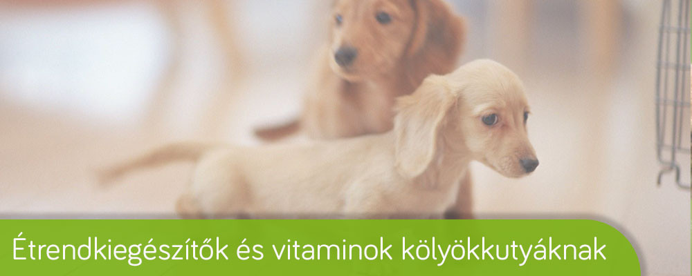 Kölyökkutya etetése barf szerint. Kölyökkutya nyersetetés étrendje. A kölykök szervezete külön odafigyelést igényel.