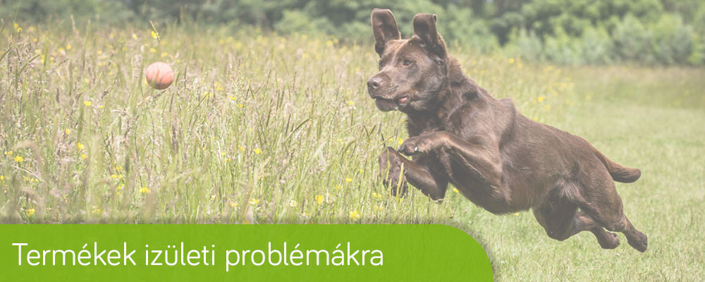 kutya izületvédő izületi gyulladás és problémák